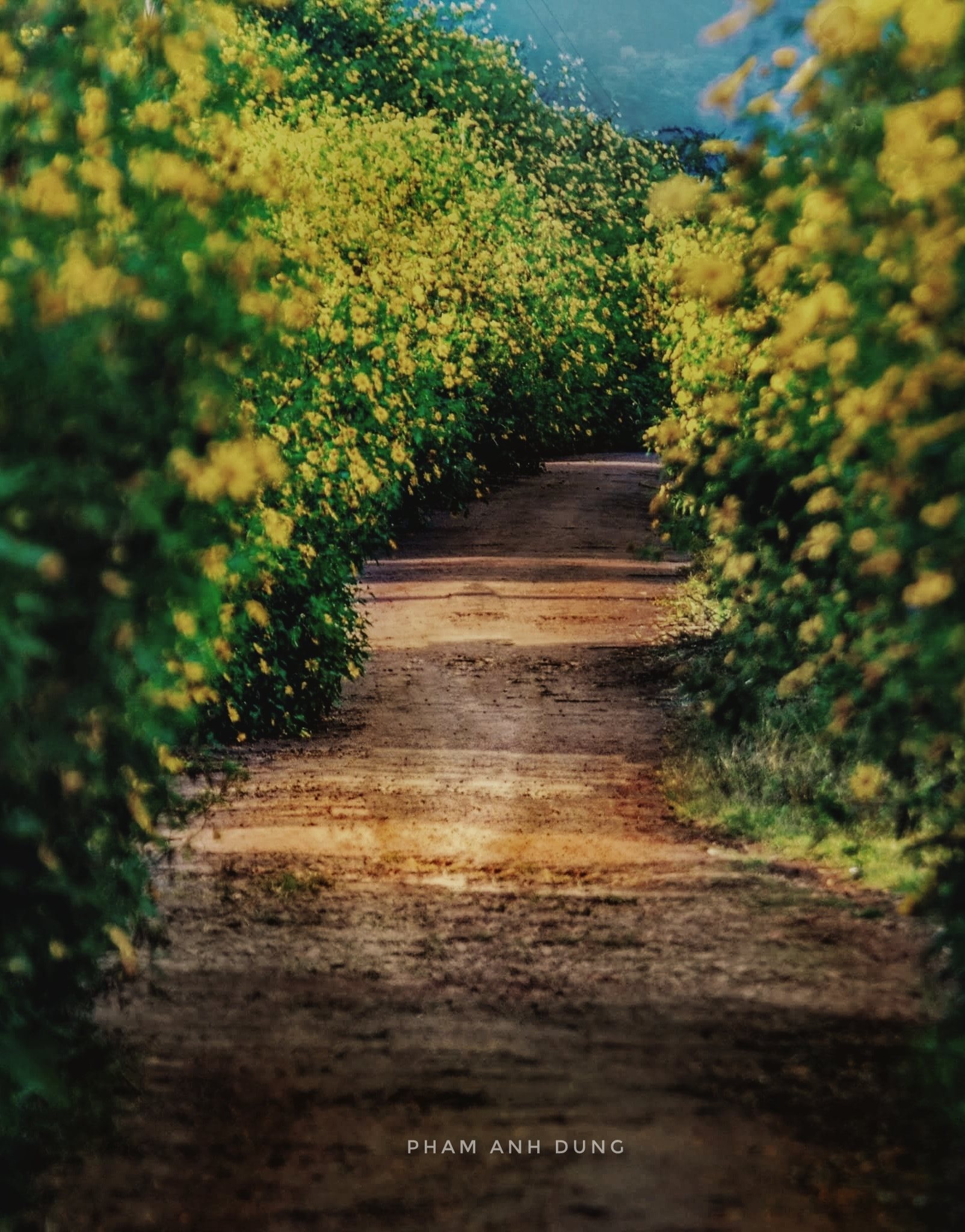 Lý Do Khi Đến Đà Lạt Cuối Năm Trải Nghiệm Thú Vị Giữa Không Gian Huyền Ảo