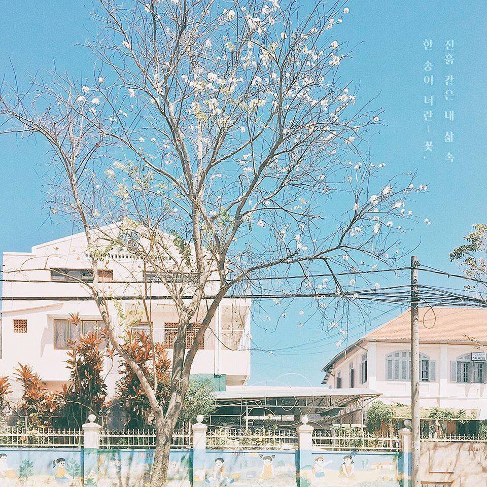 Lý Do Khi Đến Đà Lạt Cuối Năm Trải Nghiệm Thú Vị Giữa Không Gian Huyền Ảo