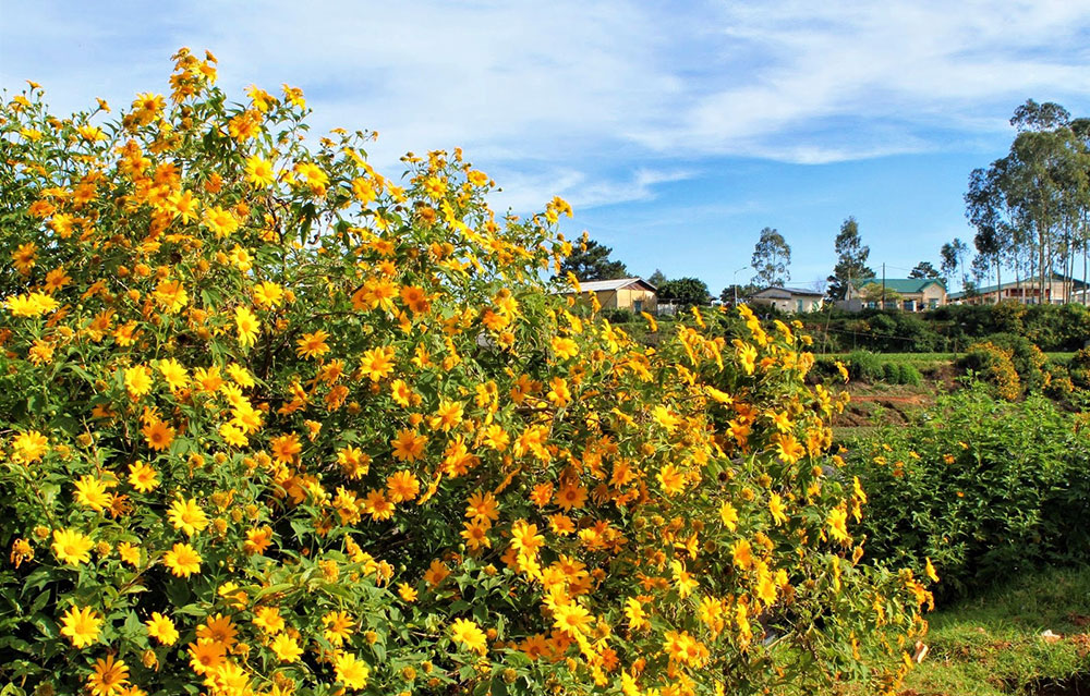 Đà Lạt tháng 10 Trải nghiệm tuyệt vời trong mùa thu