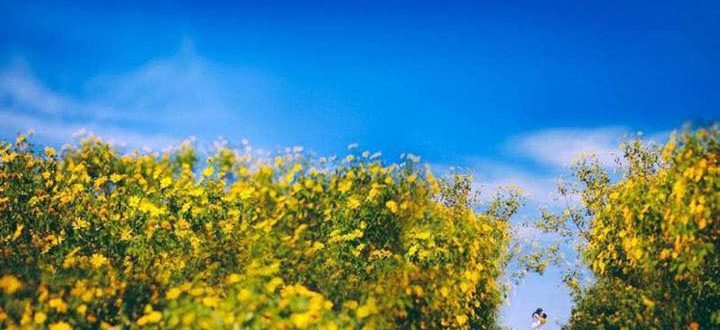 Đà Lạt tháng 10 Trải nghiệm tuyệt vời trong mùa thu