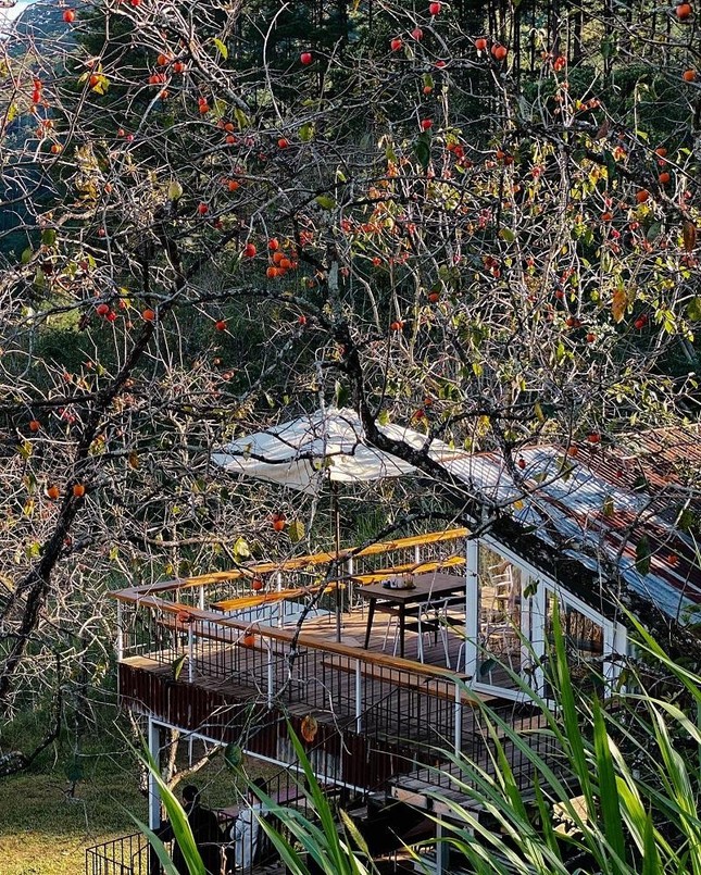 Đà Lạt vào mùa hồng - Trải nghiệm những quán Cafe có vườn hồng tại Đà Lạt