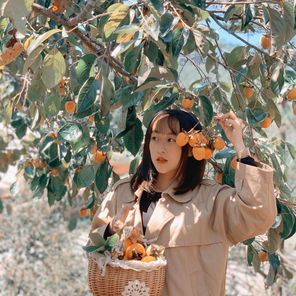 Đà Lạt vào mùa hồng - Trải nghiệm những quán Cafe có vườn hồng tại Đà Lạt