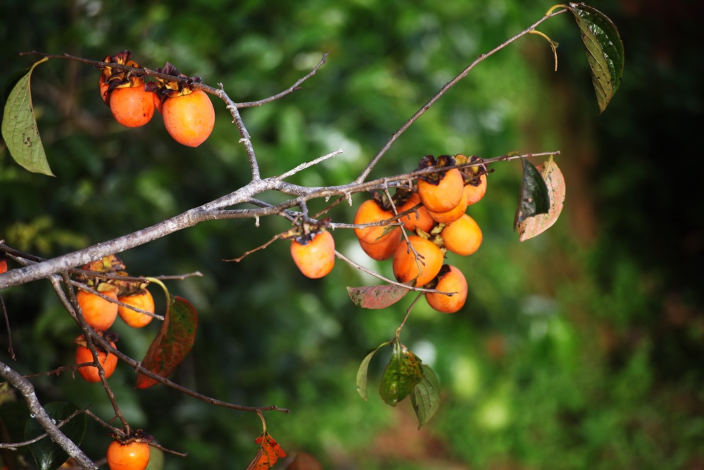 Đà Lạt vào mùa hồng - Trải nghiệm những quán Cafe có vườn hồng tại Đà Lạt