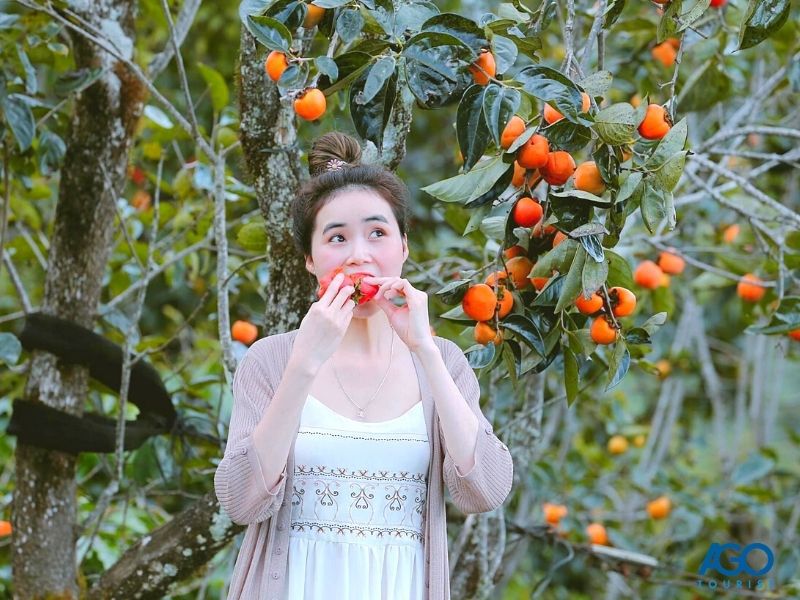 Đà Lạt vào mùa hồng - Trải nghiệm những quán Cafe có vườn hồng tại Đà Lạt