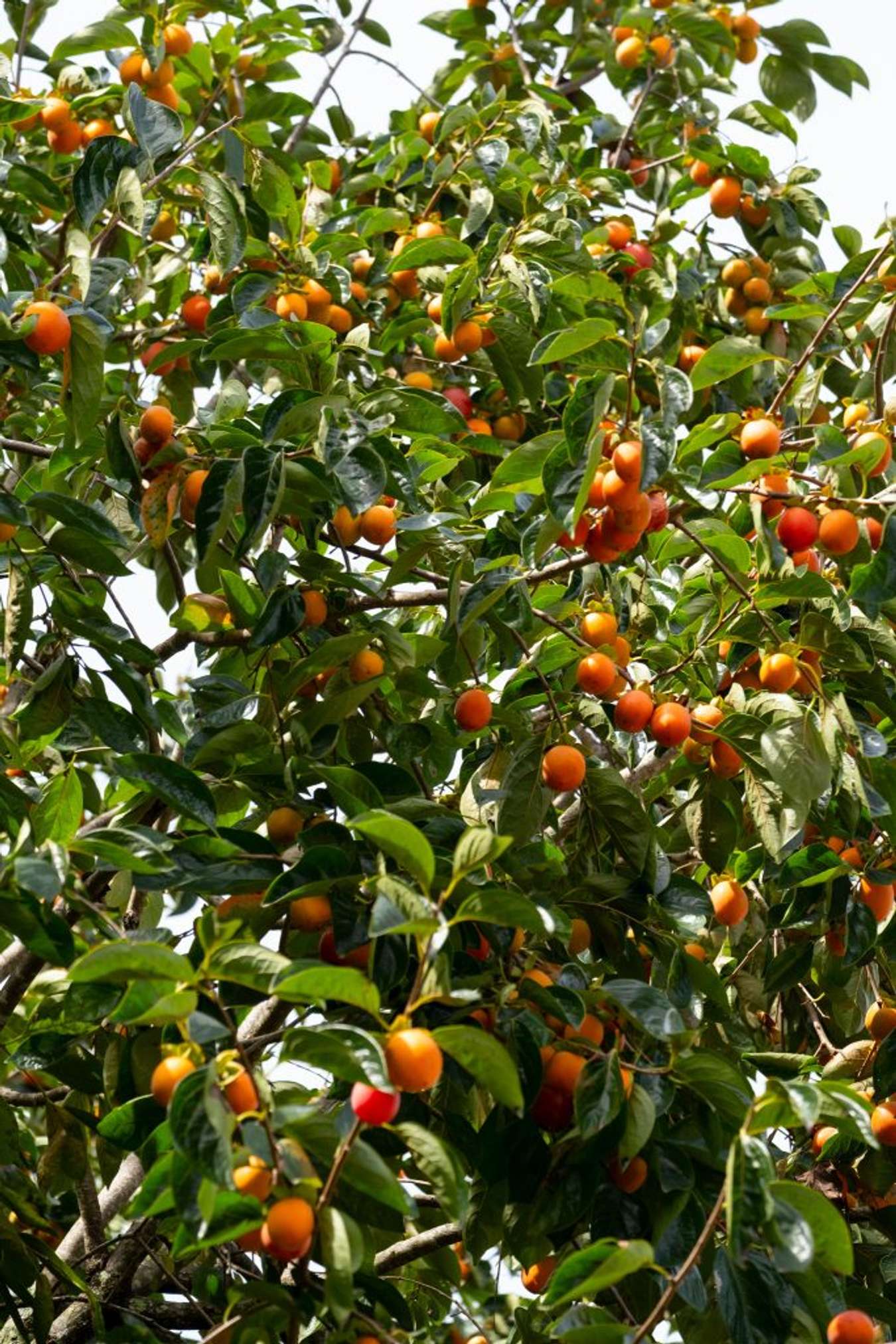 Đà Lạt vào mùa hồng - Trải nghiệm những quán Cafe có vườn hồng tại Đà Lạt