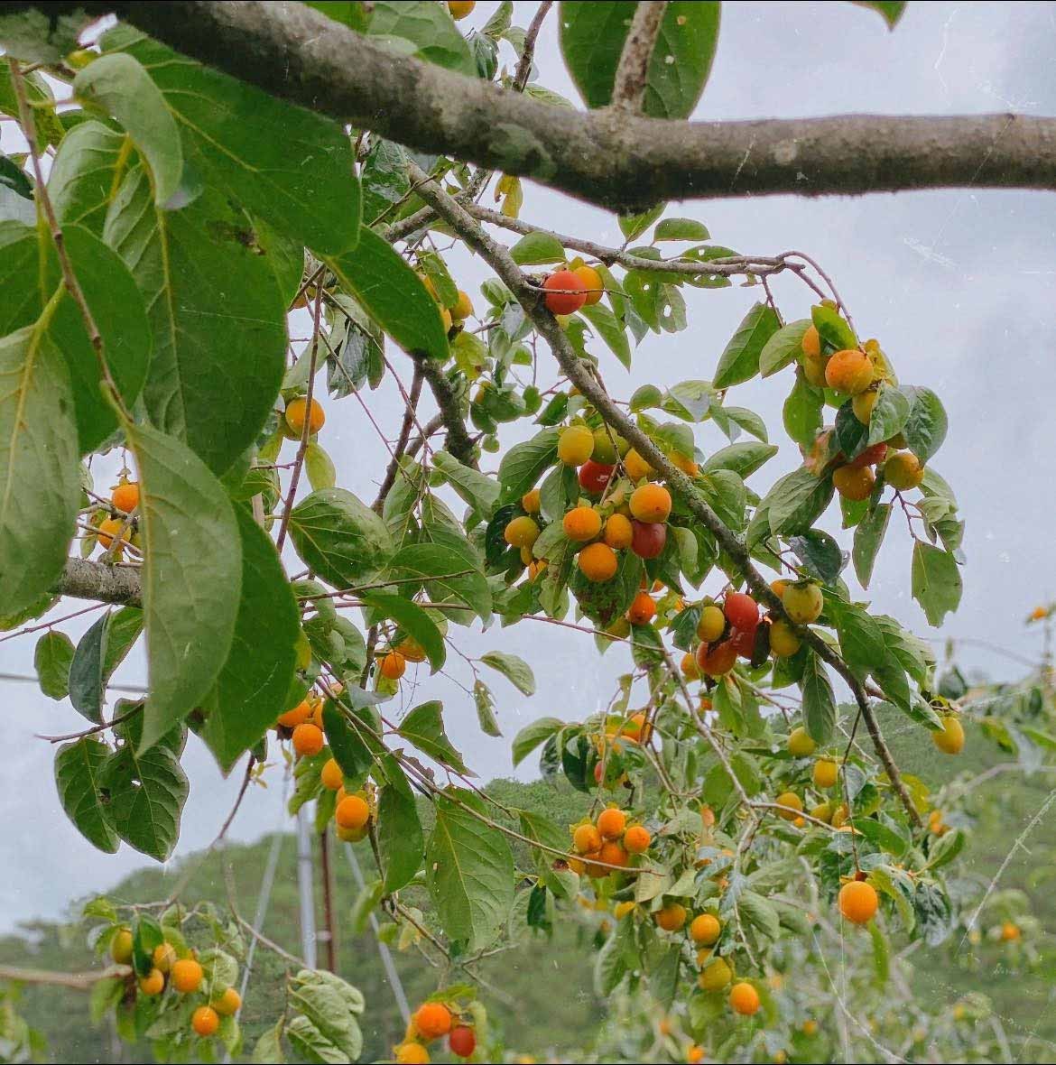 Đà Lạt vào mùa hồng - Trải nghiệm những quán Cafe có vườn hồng tại Đà Lạt