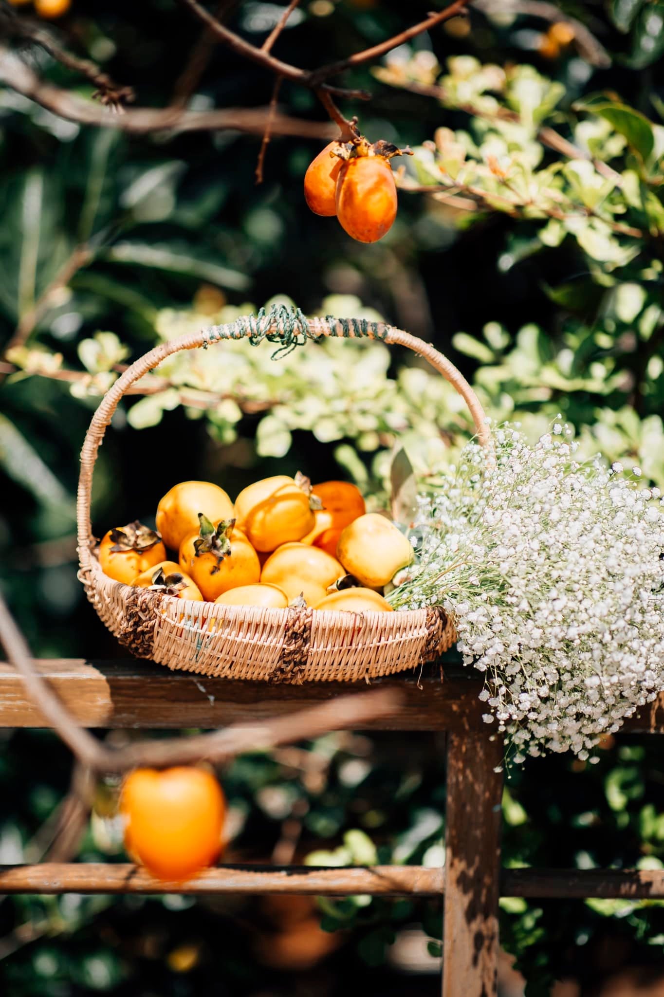 Đà Lạt vào mùa hồng - Trải nghiệm những quán Cafe có vườn hồng tại Đà Lạt