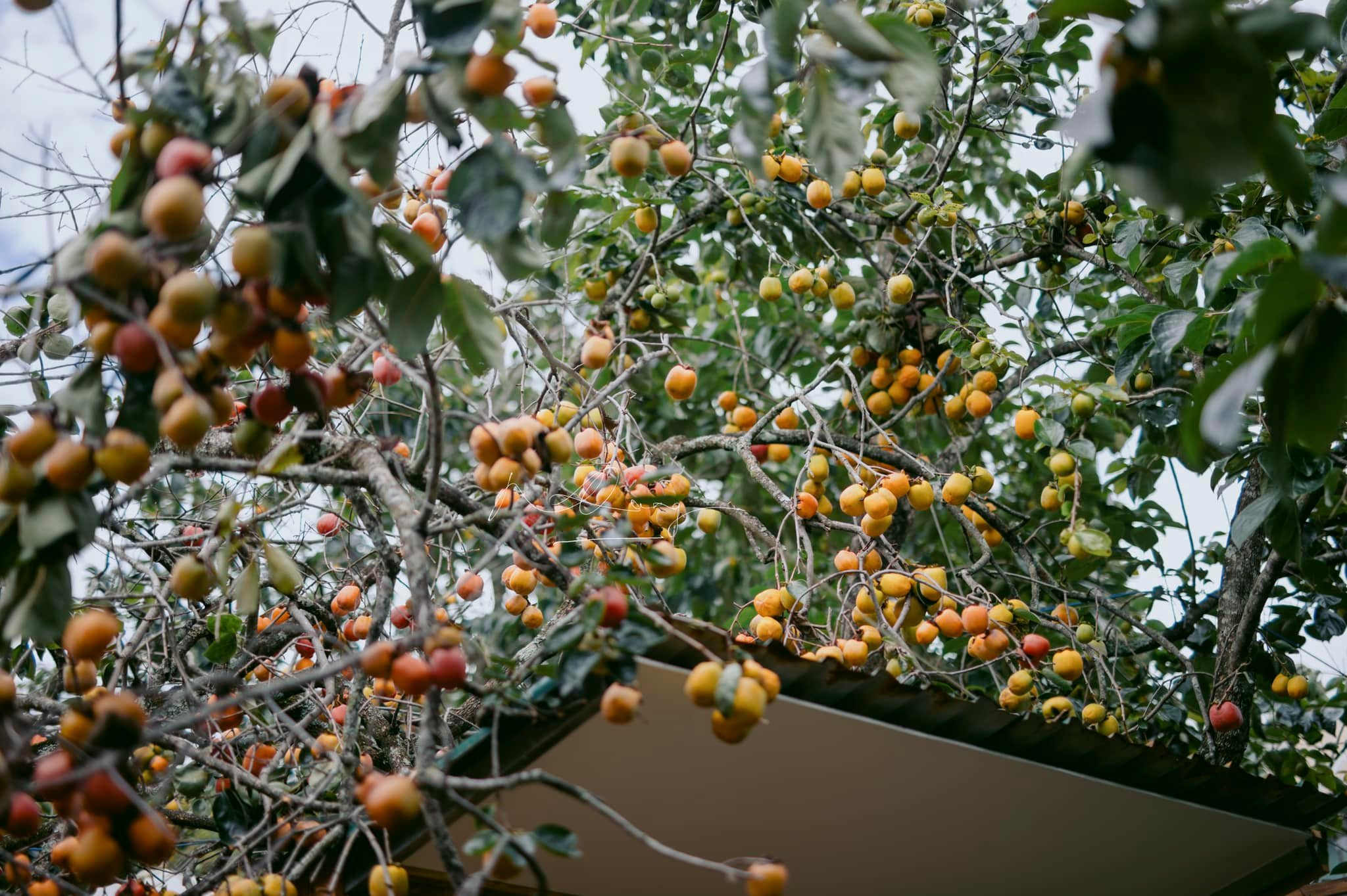 Đà Lạt vào mùa hồng