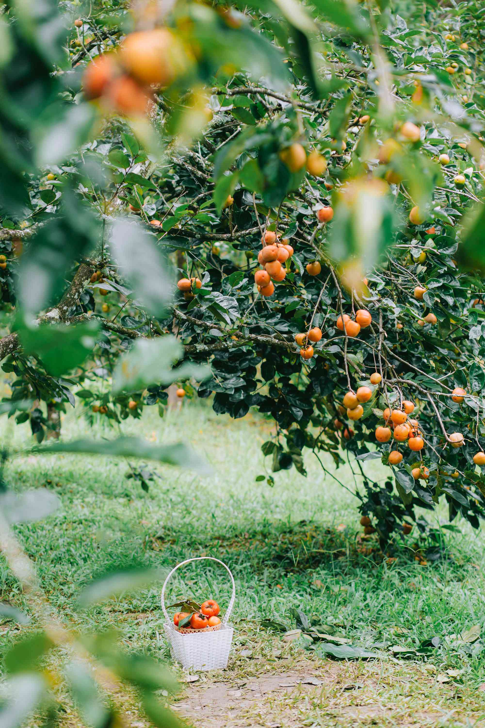 Đà Lạt vào mùa hồng - Trải nghiệm những quán Cafe có vườn hồng tại Đà Lạt