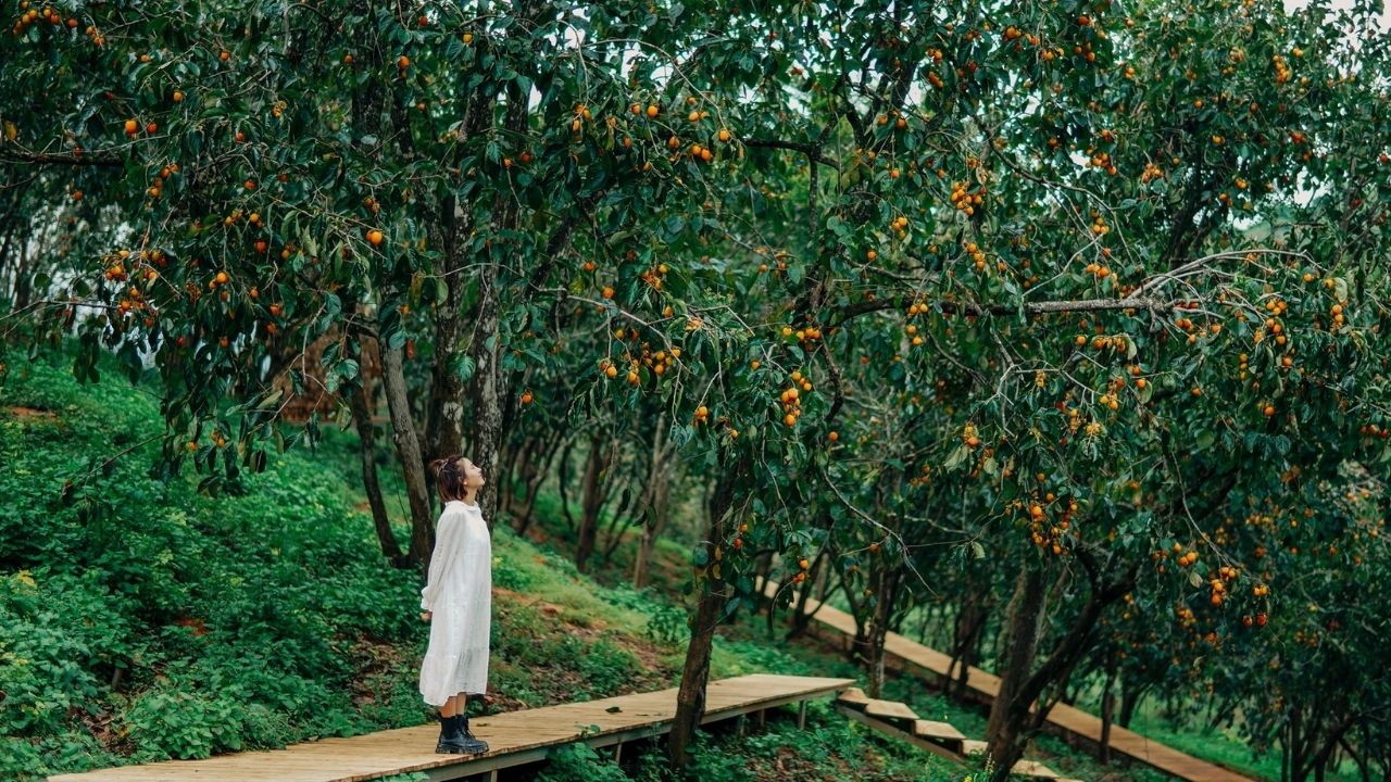 Đà Lạt vào mùa hồng - Trải nghiệm những quán Cafe có vườn hồng tại Đà Lạt