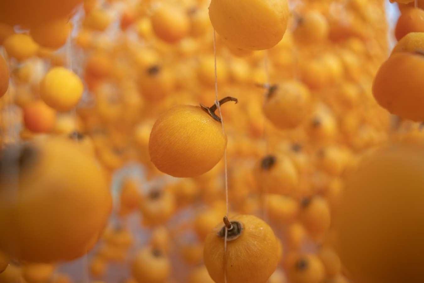 Đà Lạt vào mùa hồng - Trải nghiệm những quán Cafe có vườn hồng tại Đà Lạt