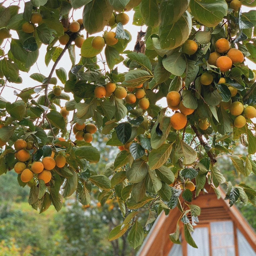 Đà Lạt vào mùa hồng - Trải nghiệm những quán Cafe có vườn hồng tại Đà Lạt