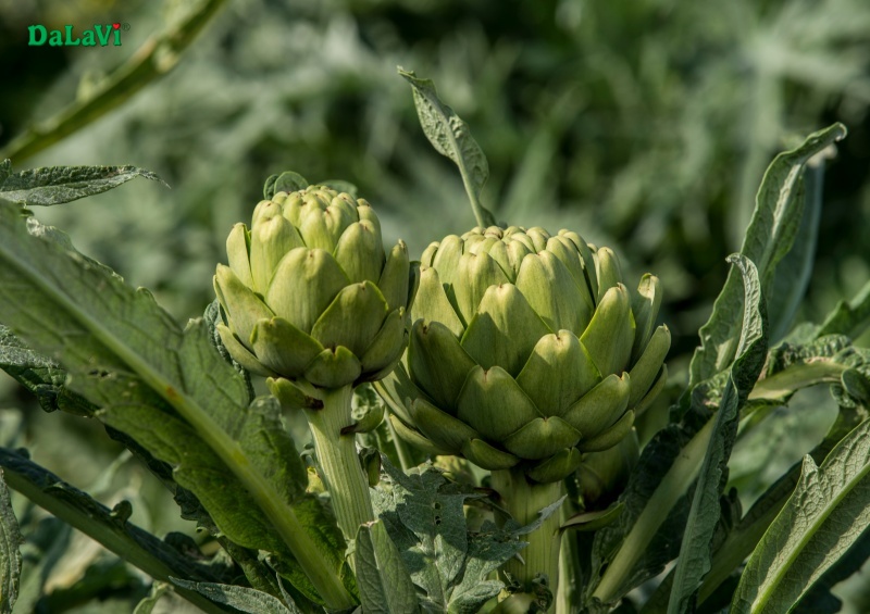 Đặc sản Đà Lạt Top 10 món quà tặng người thân khi du lịch