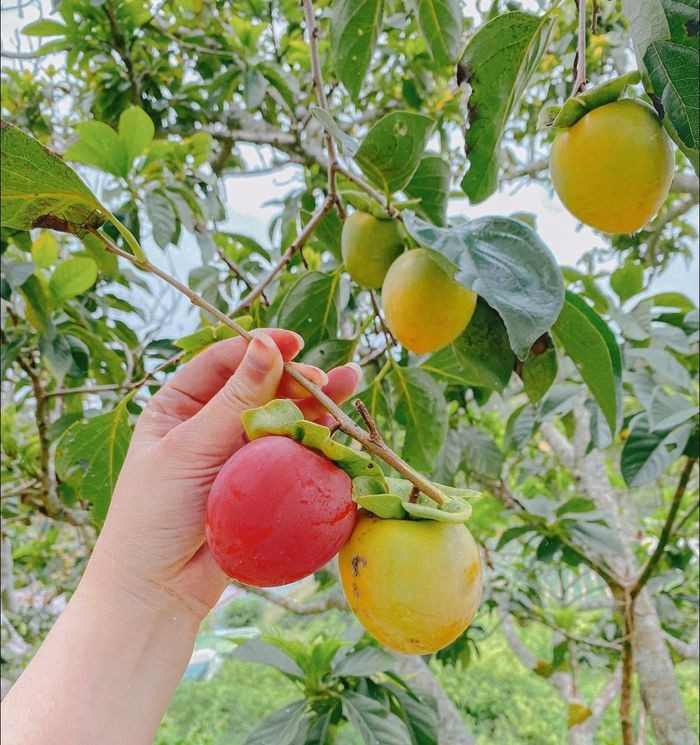 Mùa hồng Đà Lạt - Hương vị ngọt ngào của cao nguyên