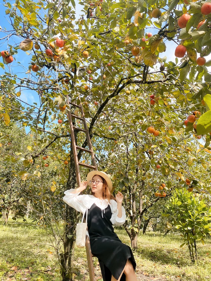 Mùa hồng Đà Lạt - Hương vị ngọt ngào của cao nguyên