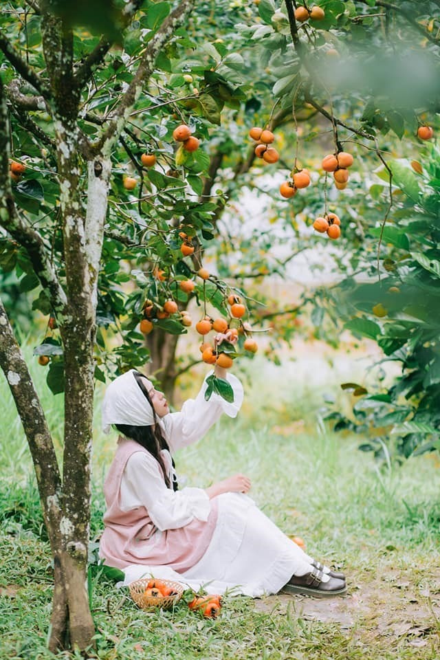 Mùa hồng Đà Lạt - Hương vị ngọt ngào của cao nguyên