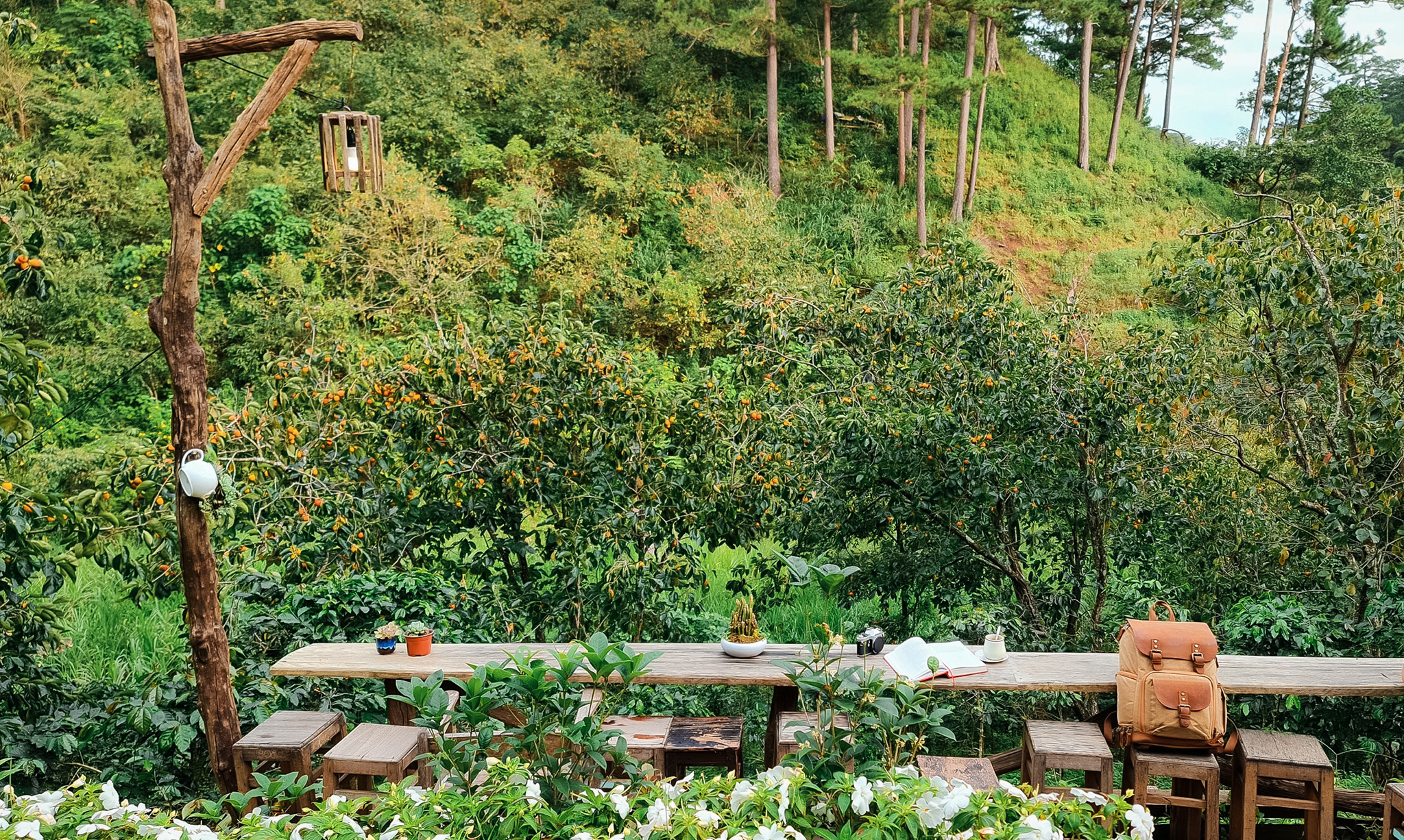 Mùa hồng Đà Lạt - Hương vị ngọt ngào của cao nguyên