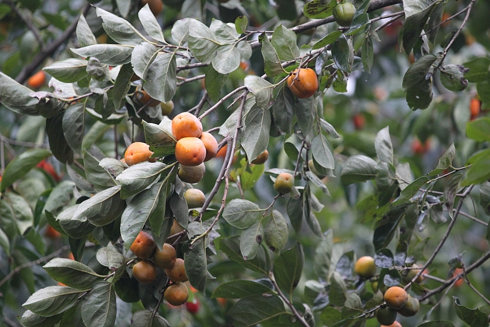 Mùa hồng Đà Lạt - Hương vị ngọt ngào của cao nguyên