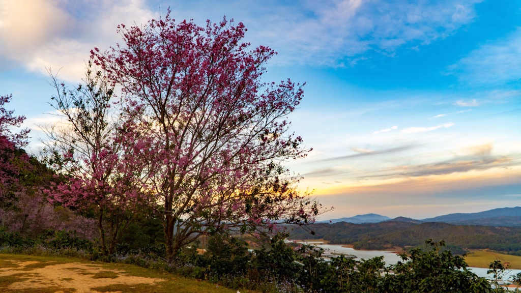 Hoa đào Đà Lạt
Mộng Đào Nguyên
Ảnh đẹp hoa Đào