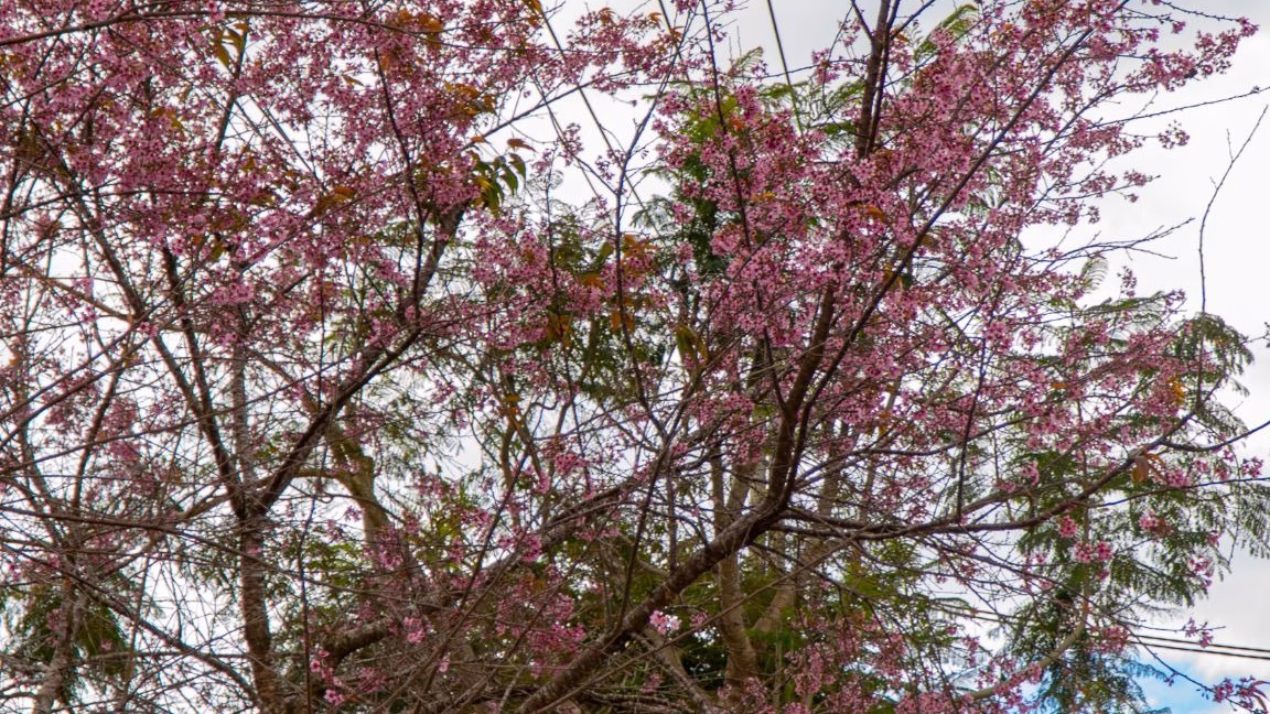 Hoa đào Đà Lạt
Hoa anh đào tại Hẻm Hùng Vương