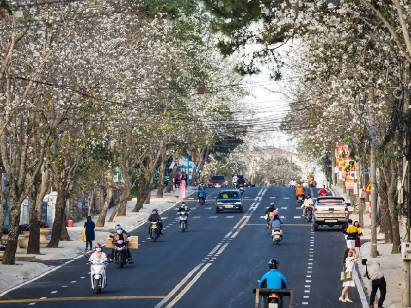 Mùa Hoa Ban Trắng Ở Đà Lạt