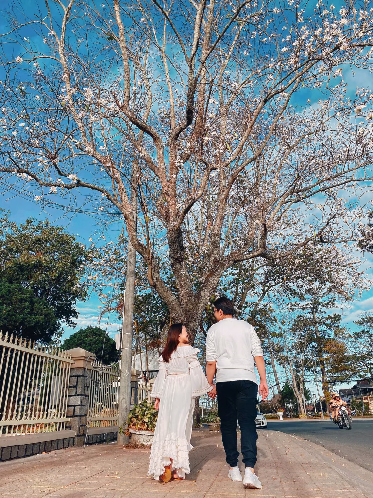 Mùa Hoa Ban Trắng Ở Đà Lạt