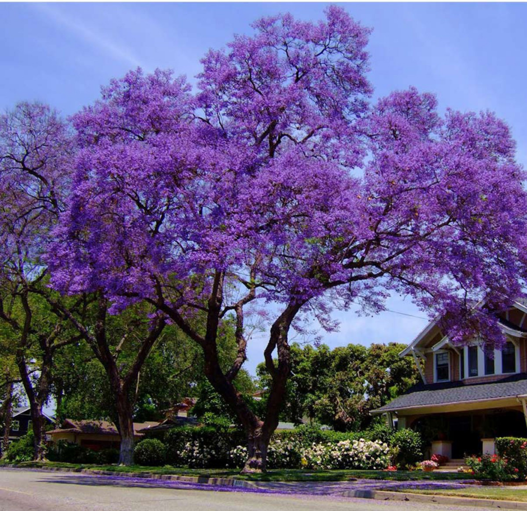 Phượng Tím Đà Lạt