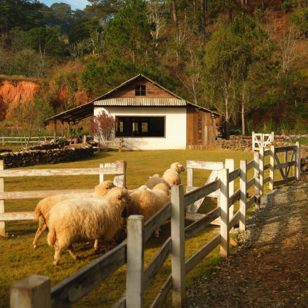 Quán cafe đẹp tại Đà Lạt